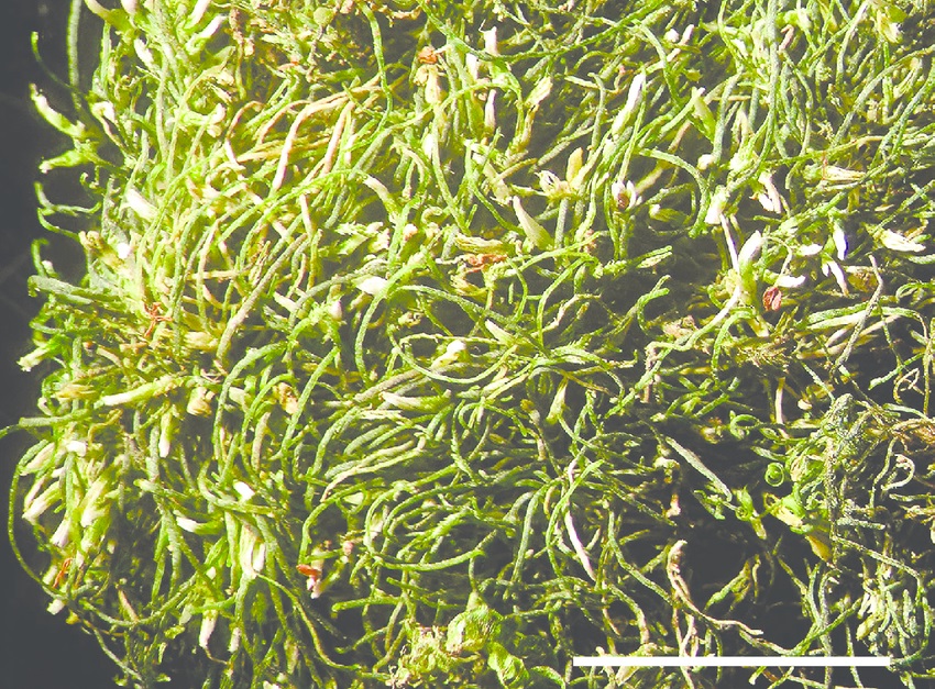 Представитель Семейства Phycolepidoziaceae